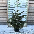 Normandská jedľa (Abies Nordmanniana) - výška: 80-120 cm, kont. C10L/C12L